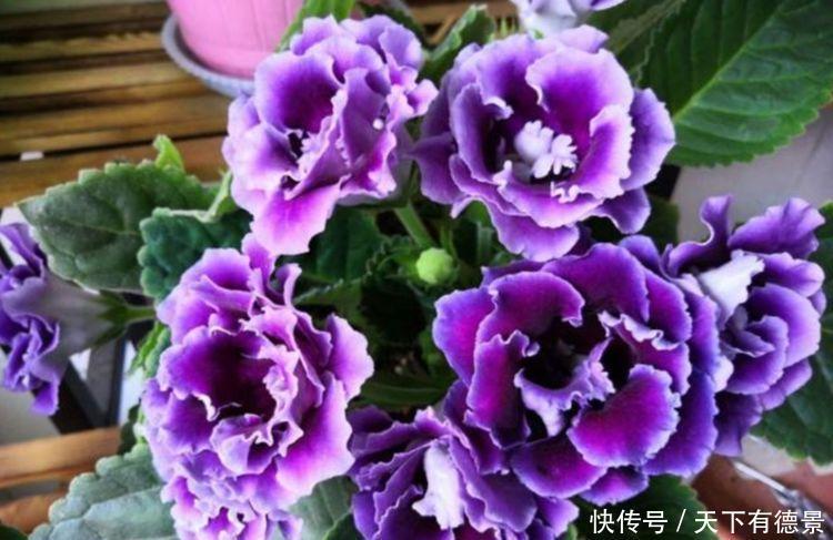 夏天养此款花卉,春风吹开花旺,扔土里就能开花,特别适合新手