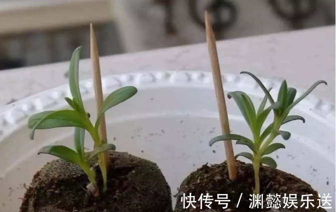 万能的浇水“神器”,只需一根小吸管,专治各种烂根烂叶!