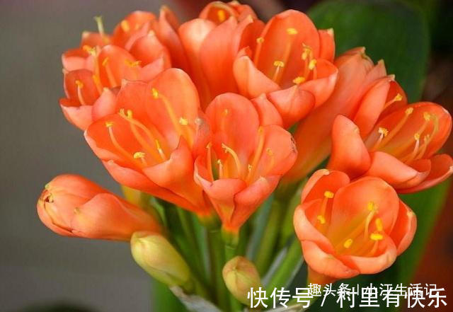 君子兰催花有技巧,啤酒加点“它”,花苞连着开,30天都不落!