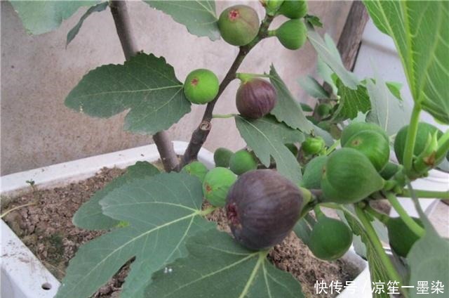 春季种盆栽果树,用4个小技巧,果子结的多又大,有阳台就能种!