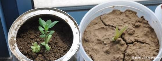 杜鹃|杜鹃、茶花、栀子花总也养不好,原来问题出在这