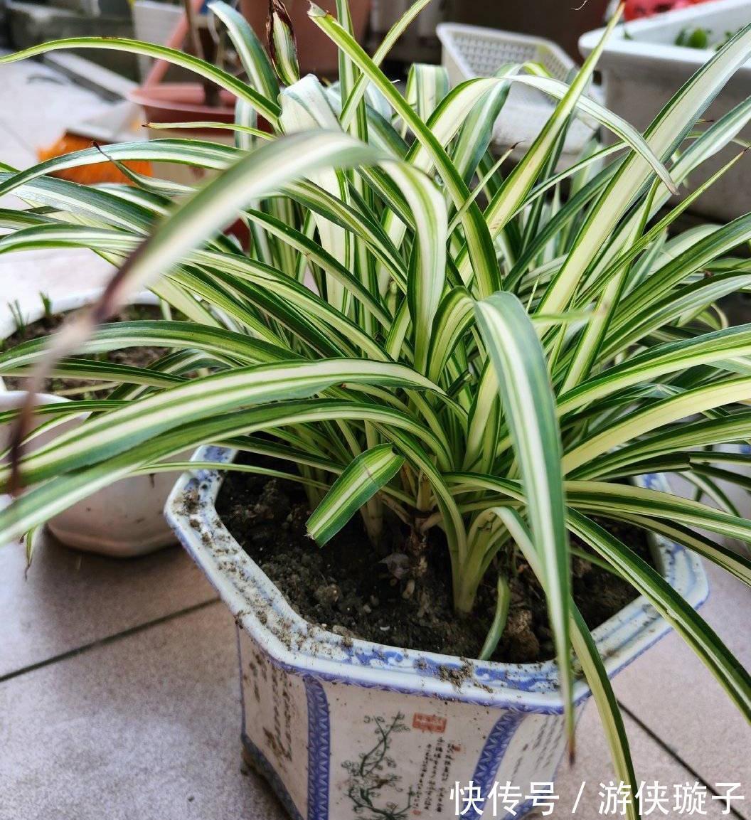 冬季|吊兰的冬季养护,有2点要注意,叶更绿更多更美观、郁郁葱葱