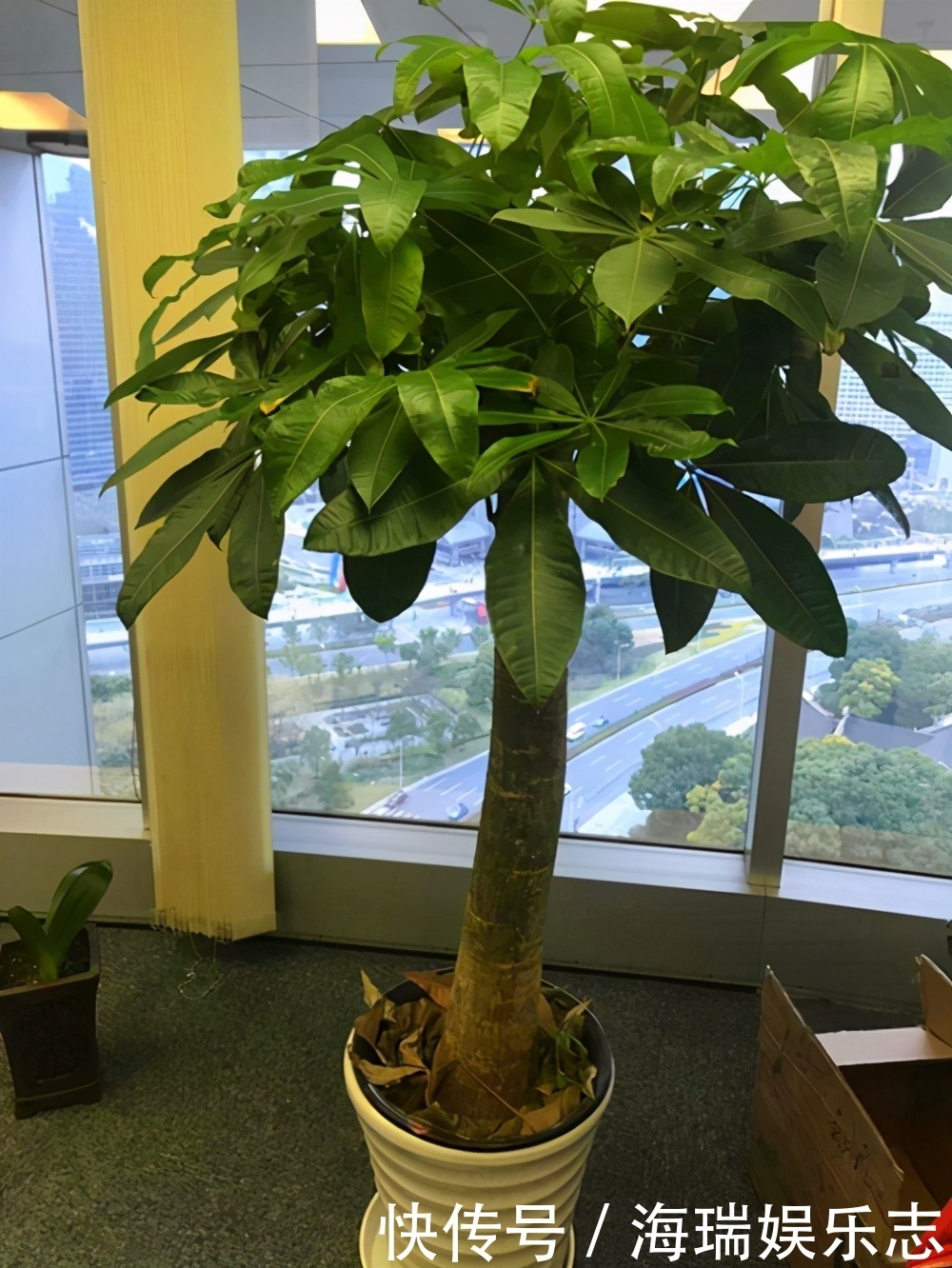 这5种年宵花,寓意佳颜值高,等你搬回家