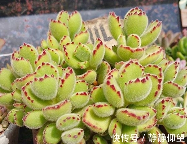 家庭养多肉,做到这些才能够出状态、不伤根,盆盆长得漂亮