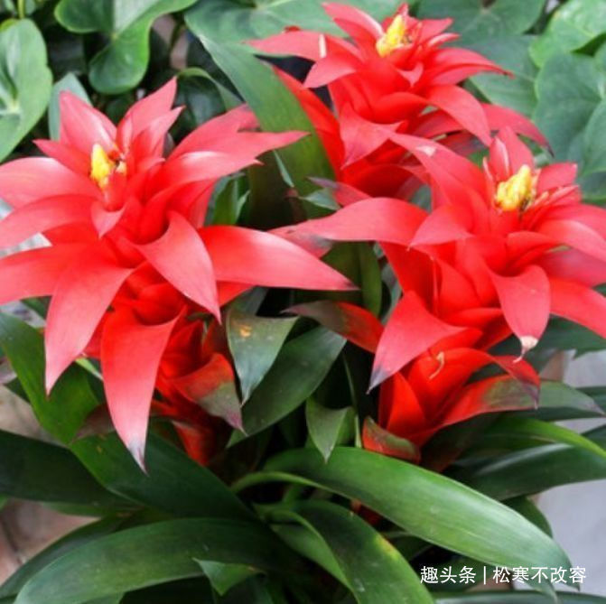 客厅多养这四款花,不仅有香味,还能净化空气,花开清新淡雅