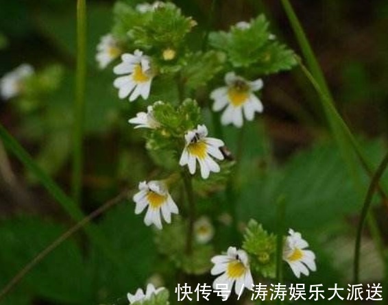 盆花|新手养花，不如养盆花中精品“小米草”，花朵密集，绚丽多彩