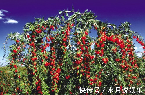 泡枸杞|枸杞百利但有三害,危害极大,很多人都不清楚,一直到现在才了解