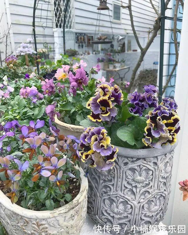 毛地黄|小空间花园打造指南丨四季开花不断，她是怎么做到的？