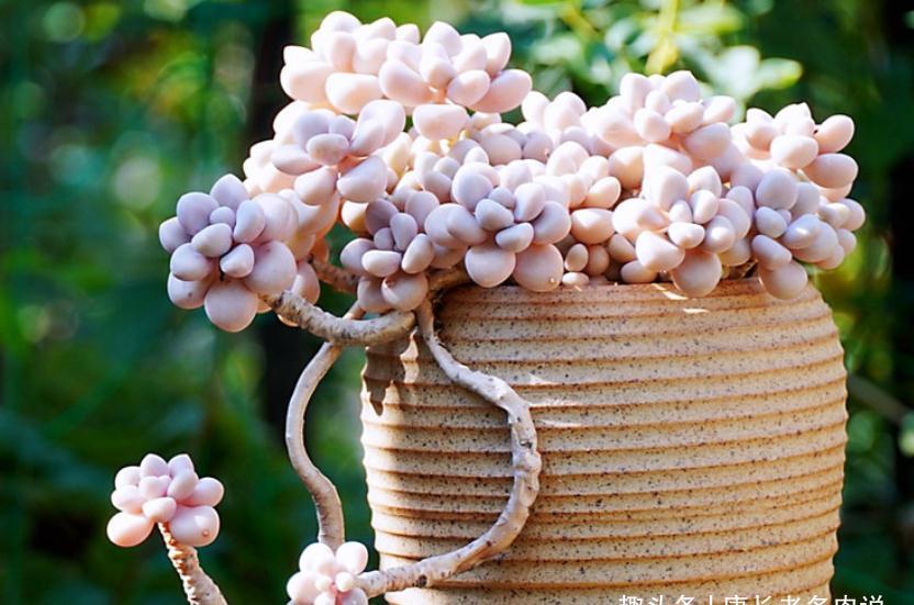 环境不好养多肉用大盆？是想一年四季对着一片“青菜”？快换盆吧