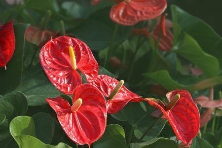 红掌怎么养才能开花 ，注意几点能让红掌常年花色鲜艳