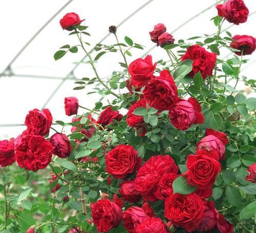  蜂蜜焦糖|比“仙人掌”还好养的3款月季，款式经典，开花量大，轻松开满院