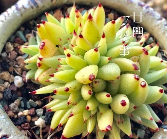 做好|多肉植物不上色,是方法没用对,5个条件做好了,鲜艳肥美状态足