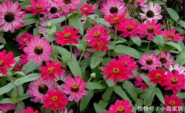 门前|适合门前种植的8种花卉,你喜欢哪种?