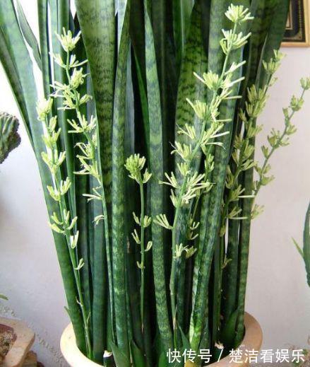 立秋养“虎皮兰”,2周浇一次“黑水水”,就像打激素,蹭蹭冒芽