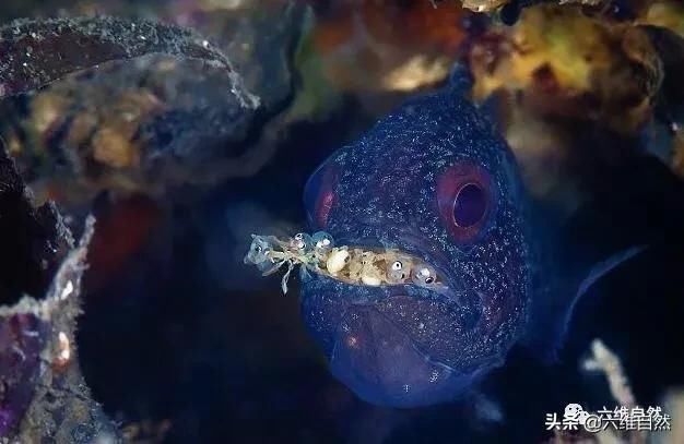 印尼的泗水玫瑰鱼 是雄性鱼类孵化鱼卵的 还怕含在鱼嘴里而误食 快资讯