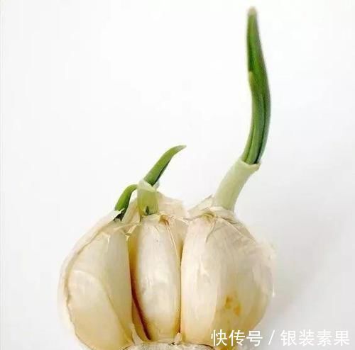 生根|一个芋头芽,埋在花盆里,10天长成大盆景,比龟背竹还漂亮