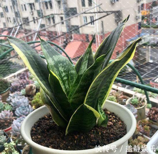 新手大岩桐、长寿花、虎皮兰、芦荟，一片叶子培育成一盆栽