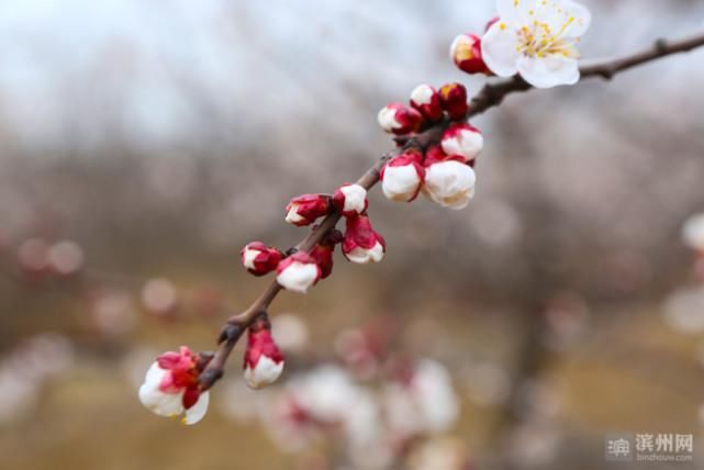 邹平：杏花绽放春意浓