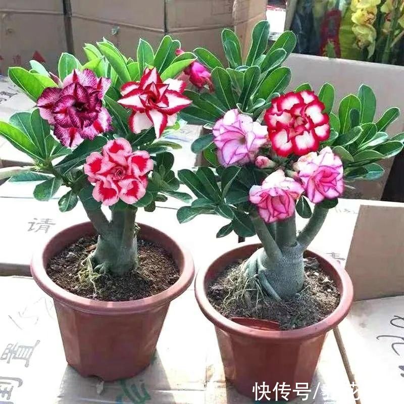 嫁接|养了30年的玉树，扦插开出9色花，快来沾沾喜气