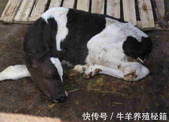 病毒性腹泻|牛腹泻用什么药?牛腹泻用什么药能治?本文教你治疗牛腹泻