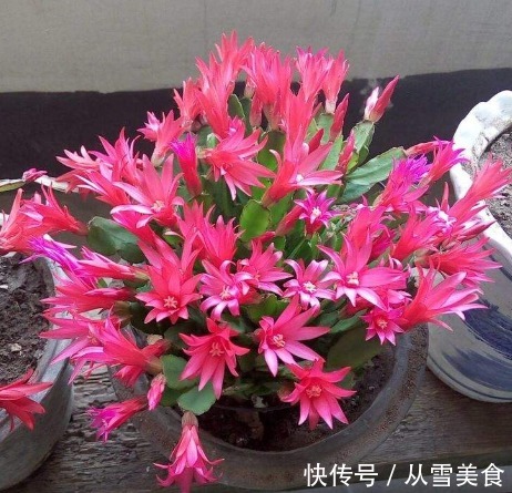 老花农|蟹爪兰不开花真愁人,别急,试试3种好方法,不久就能花开满枝头