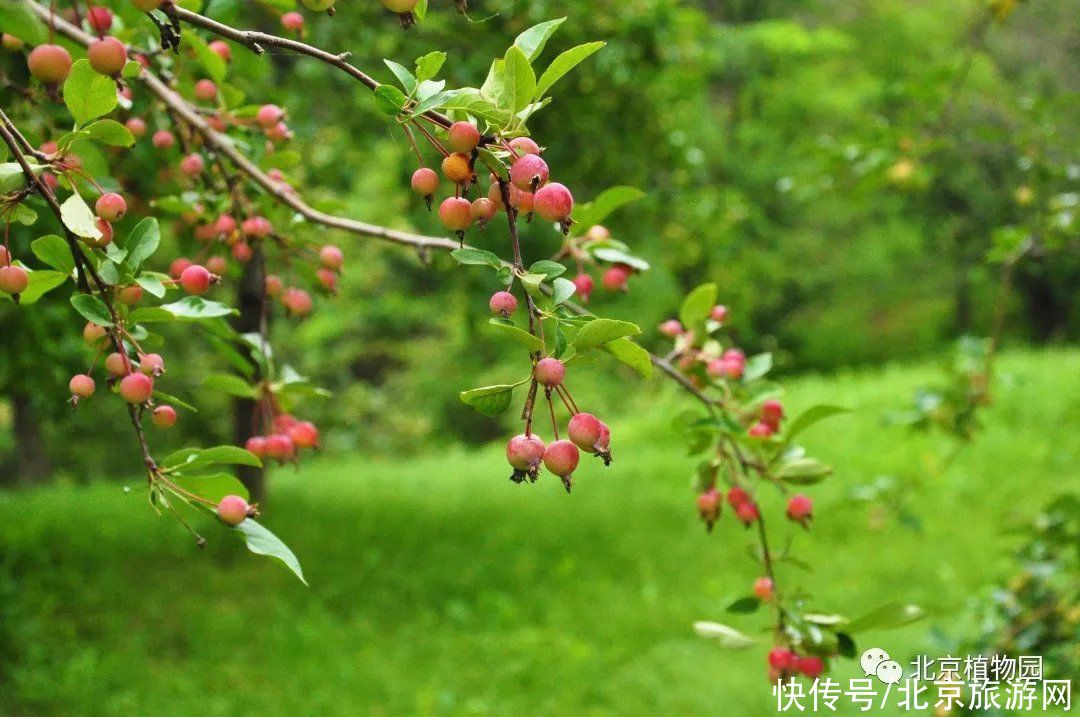 苹果|春华秋实，赏海棠红果正当时~