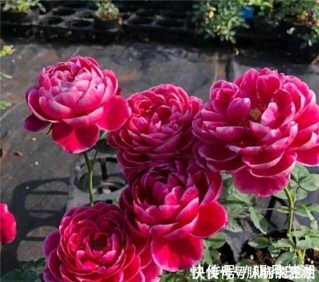 植株|这花开得太漂亮了，简直就是神仙颜值，难怪大家称它为“妖花”！