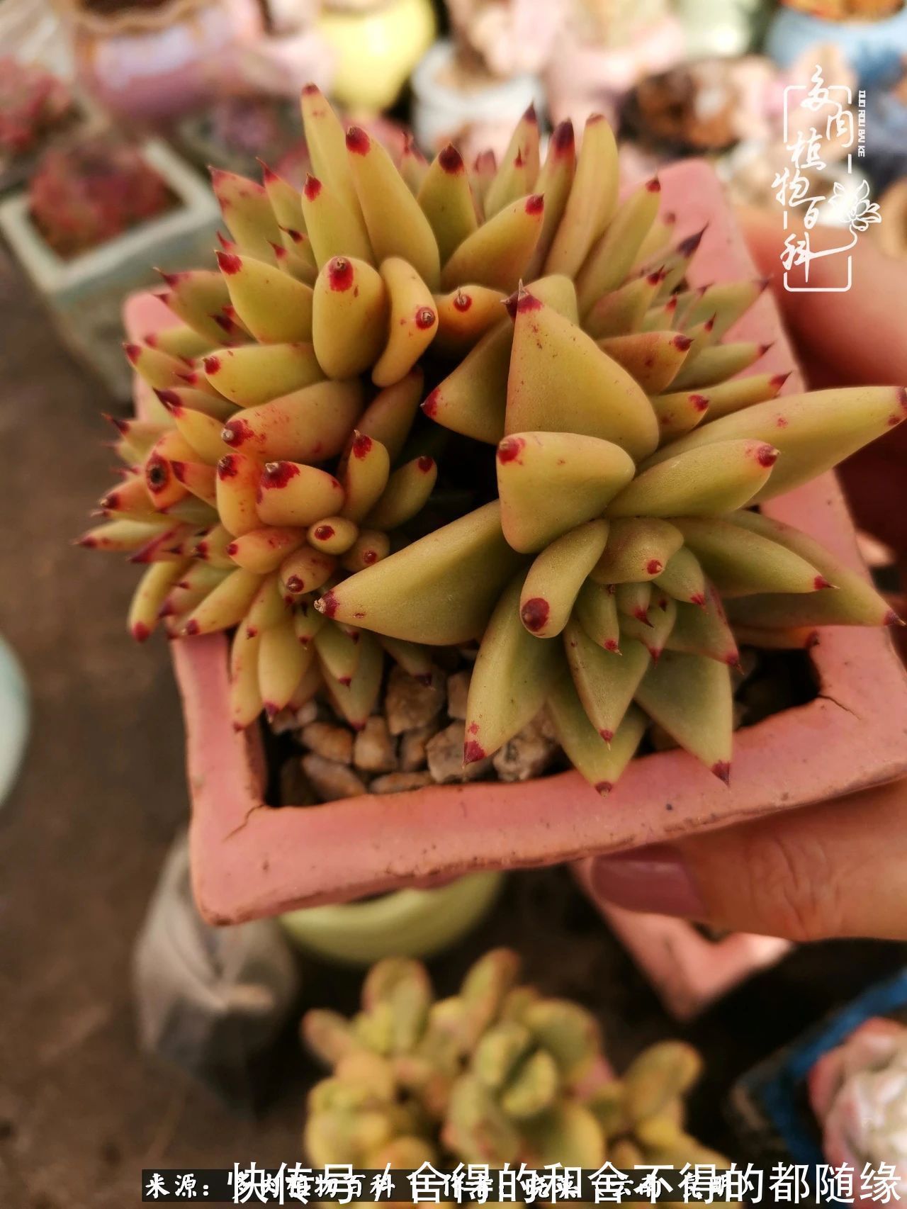 生活的本质就是爱,喜悦,和平!养多肉的快乐是金钱买不到的!