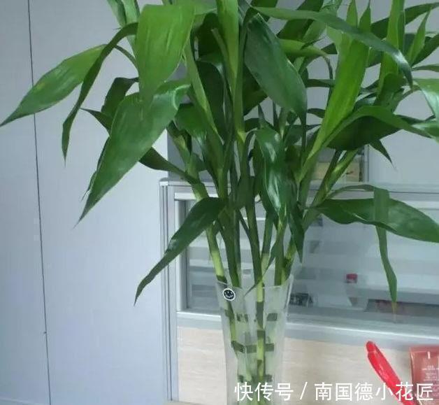 土壤|用1种药片水浇花,越浇土壤越疏松,花卉长得旺、不黄叶