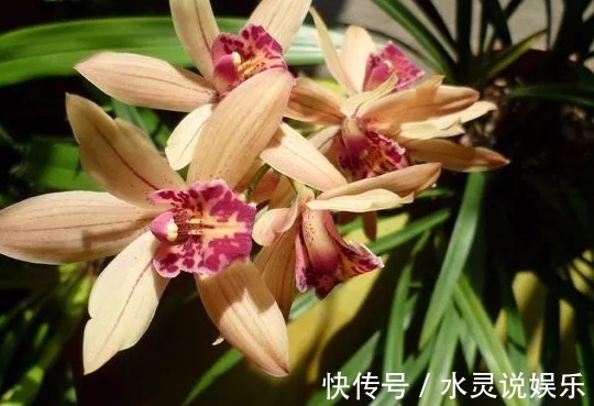 5种花卉“别乱养”,香气“有毒”,放在卧室并不好,别疏忽!