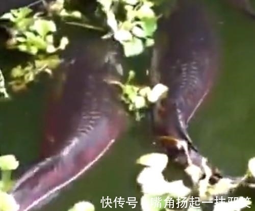 男子|男子钓鱼时发现水中有异物，钓上回来不知是喜是忧！