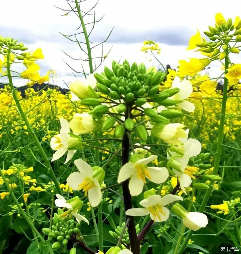 油菜花把春天写成了诗