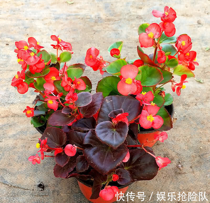 富贵竹|秋季养花选什么合适?这4种,搁置的地方合适轻松养好