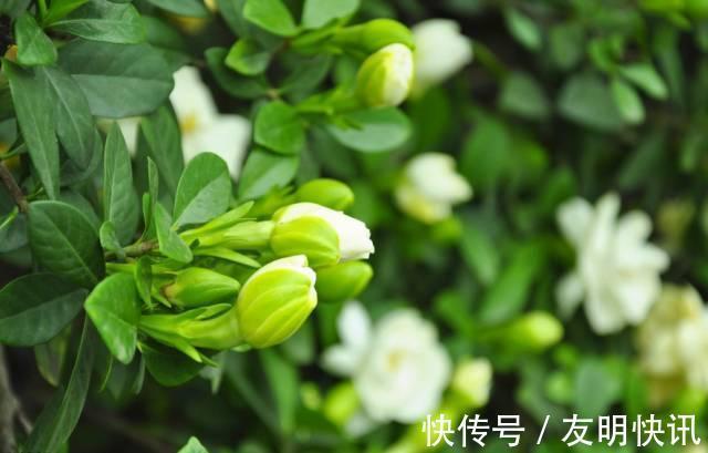 养花技巧醋、橘子皮、小苏打用来养花,好处多!