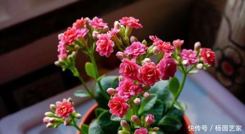 个子|2种“矮子”花,不喜欢个子高,长高就要剪,不然难开花!