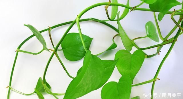 这3种花最爱“吃醋”,1月1斤醋,叶片翠绿“长疯了”