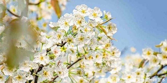 春日乡村芬芳绽放的梨花，洁白的花朵清新动人，靓艳含香的美