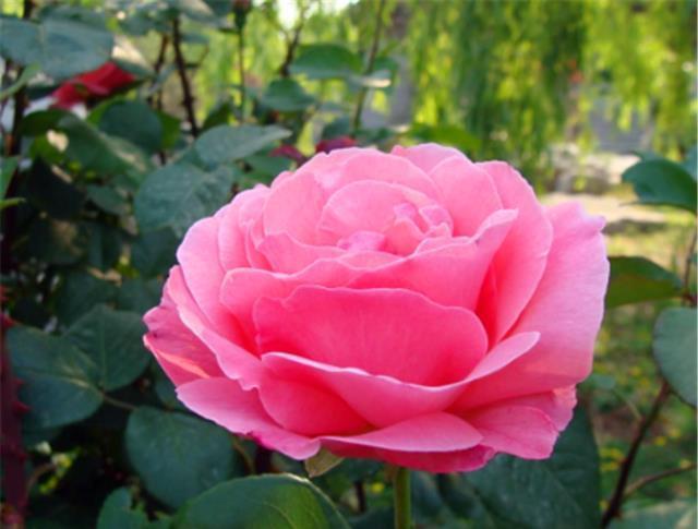 冬天月季要巧剪,“3个技巧”很实用,学会了春天新枝多又壮