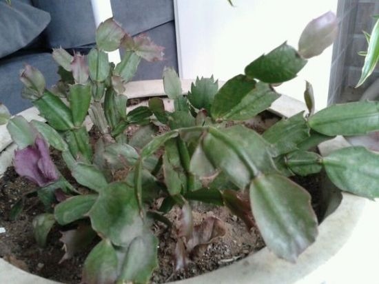 蟹爪兰叶子发蔫那不是缺水，而是根烂了！