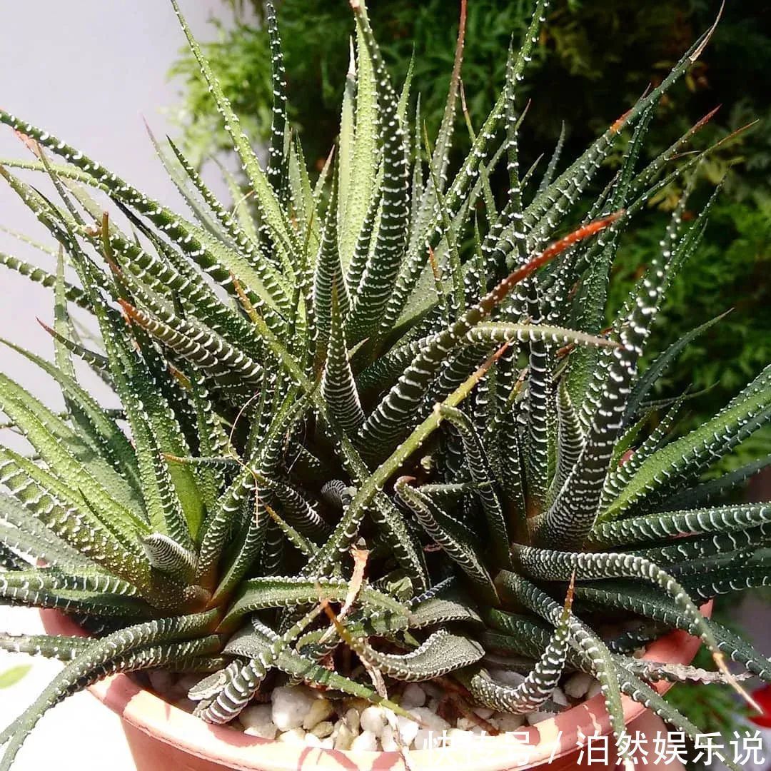 5种客厅“懒人花”,耐阴又耐旱,天天不管它,挤出满盆大笋芽