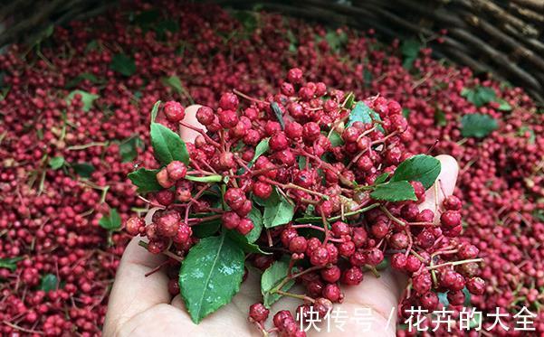 三伏天|三伏天泡脚,胜过吃补药,用三物泡脚,除湿驱寒活血通络