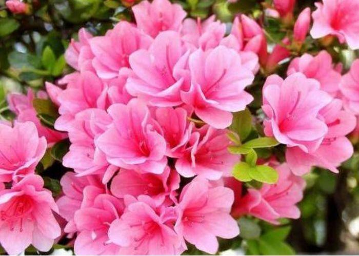 4种花被称为“大美女”，绚丽多彩，比牡丹好看，年年开花不断