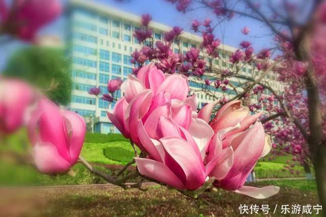 元宵节,带着你的“李焕英”“云”赏花吧!|春暖花开醉咸宁① |元宵节,带着你的“李焕英”“云”赏花吧!\",\"i12\":\"春暖花开醉咸宁①