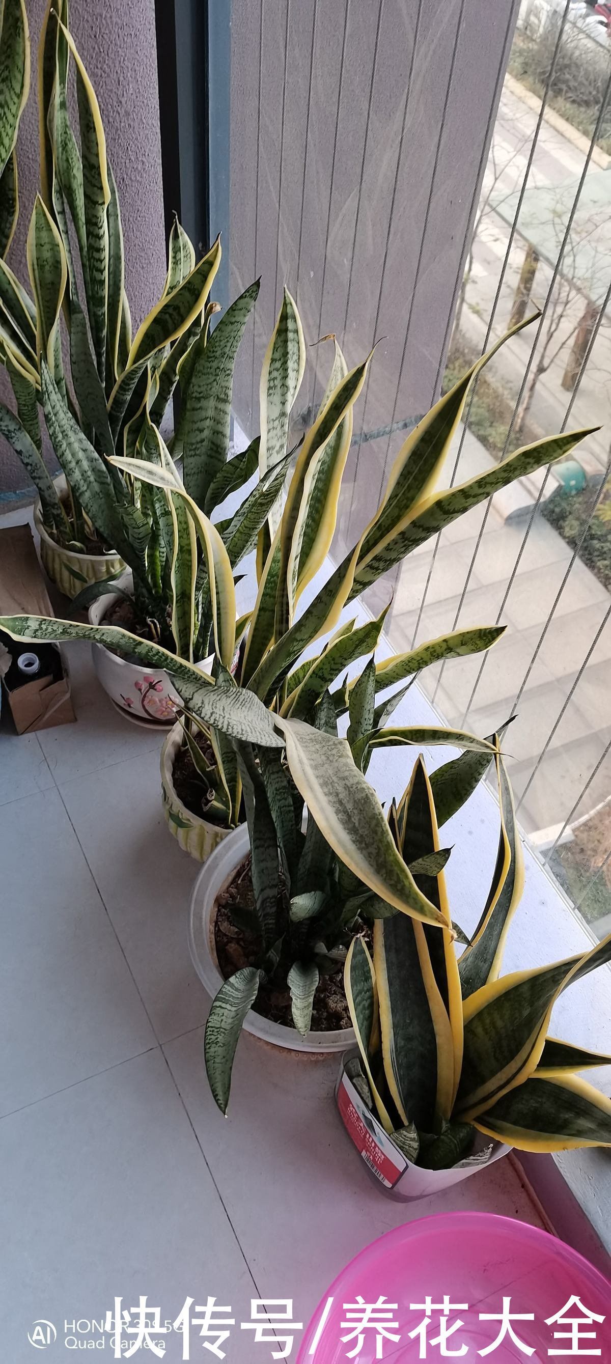 花花|养花要用小花盆,盆越小、挤着养,才能开出漂亮花