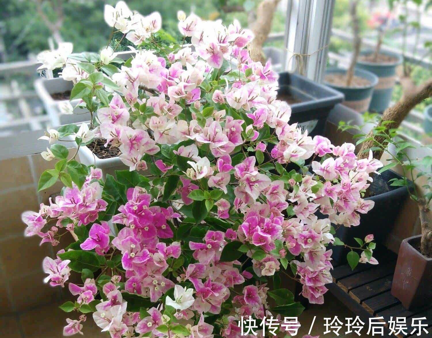 懒人|生命力顽强的漂亮花,管得越少越爱长,对待懒人超友好