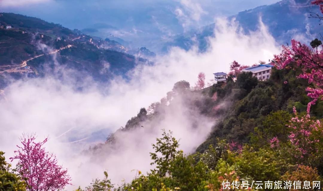 樱花|无量山2000亩的樱花开了，等你来