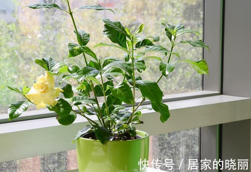 浇花|养花浇水总结：水质、水温、水量，全是不可忽略的关键要素