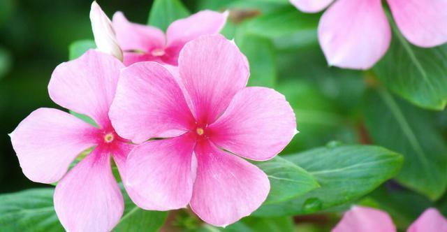 扶桑花|才知道,以下的花,养殖简单,开花漂亮,花期还长,一定要养几盆