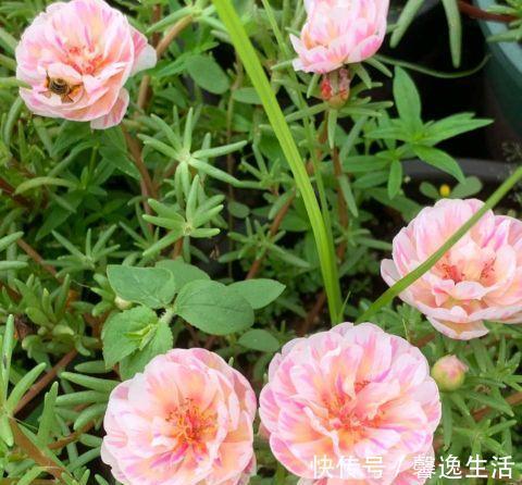 枝条|太阳花这么养，一个月变成花树，五彩缤纷，太漂亮
