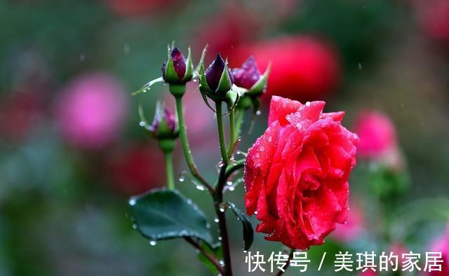 施肥|九月入手月季,赶紧做4点,上冻前还会再开花